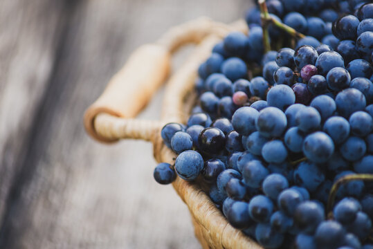 Blue grapes on the basket on the wooden table