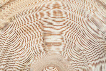 Wood annual rings close up. Abstract natural background or texture.
