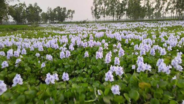 Water hyacinth - field of flowers