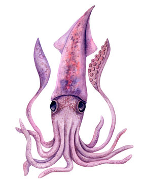 Lilac squid in speckled watercolor painted, isolated on a white background.