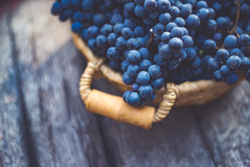 Cabernet Franc blue grapes on the basket on the wooden table, top of barrel