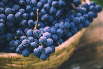 Blue grapes on the basket on the wooden table