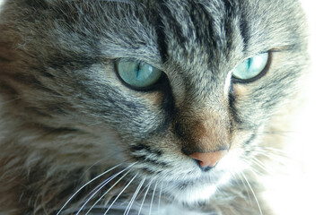 Close-up portrait of  gray fluffy cat.
