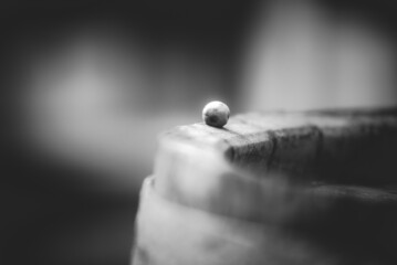 Macro view of blue vine grapes on wine barrel