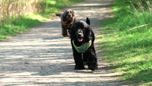 German shepherd and two cocker spaniels out for spring group walk in nature park. 100fps. HD