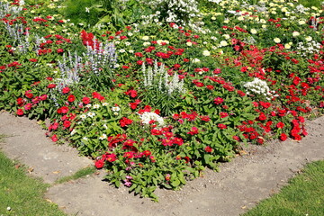Fototapeta na wymiar Blühende bunte Sommerblumen, Blumenbeet