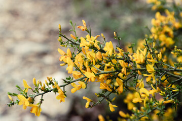 FLEURS _JAUNE