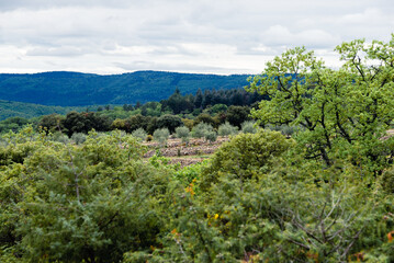 OLIVIER ARDECHE