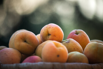 Ripe apricots on the basket with natural bokeh sunset background