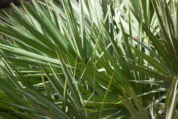 Abstraction in palm leaves