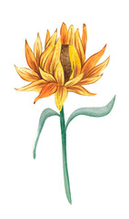 Watercolor hand drawn sunflower. Sunflower with stem and leaves. Botanical illustration isolated on white 