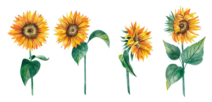 Watercolor hand drawn sunflowers set. Watercolor botanical illustrations isolated on white background 