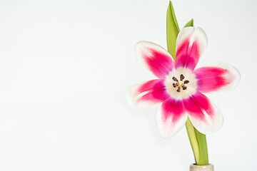 Tulpe   Blüte © Petra Fischer