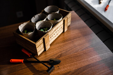 interior, kitchen, room, home, apartment, nobody, house, table, living, wood, decor, plant 