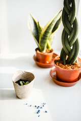 interior, kitchen, room, home, apartment, nobody, house, table, living, wood, decor, plant 