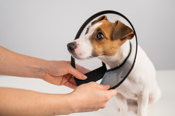 A veterinarian puts a plastic cone collar on a Jack Russell Terrier dog after a surgery. 