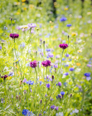 Wild English Meadow Flowers At Tatton Park, Cheshire