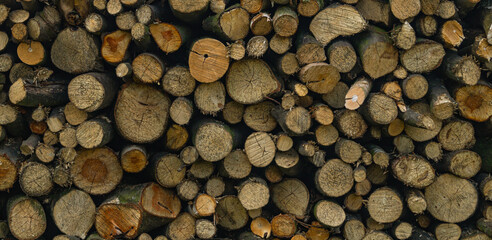 Prepared firewood. Cut tree trunks. The background of a cut tree