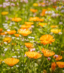 Wild English Meadow Flowers At Tatton Park, Cheshire