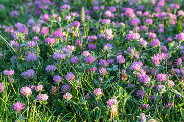 wild pink flowers in a meadow