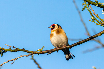 European Goldfinch perched on a tree branch