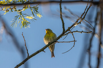 European Serin perched on a tree branch