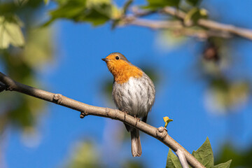 European Robin perched on a tree branch