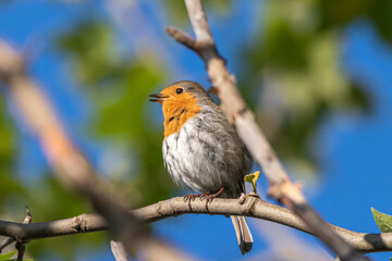 European Robin perched on a tree branch