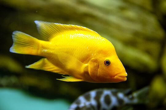 Malawi Cichlids. Fish Of The Labidochromis Hongi Sp. Kimpuma