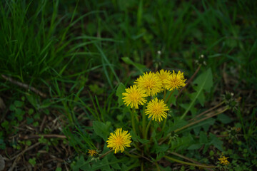yellow spring flowers. photo during the day.