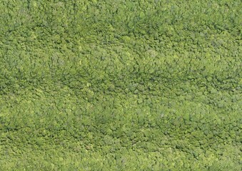 Top View Aerial Photograph of Forest