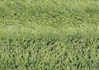 Top View Aerial Photograph of Forest