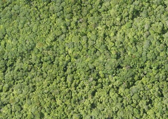 Obraz premium Top View Aerial Photograph of Forest