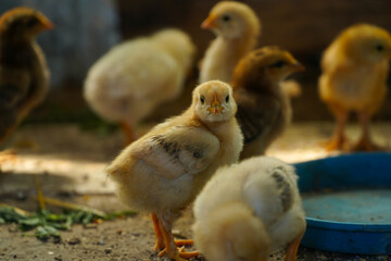 chicken. organic chickens raised in a rural household.