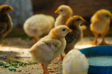 chicken. organic chickens raised in a rural household.