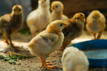 chicken. organic chickens raised in a rural household.