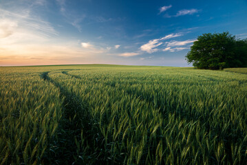 Wheat field landscape with path in the sunset time