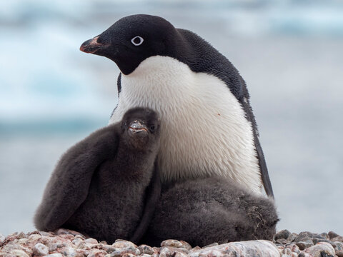 Adelie penguin (Pygoscelis adeliae), adult and chicks at a breeding colony on Pourquoi Pas Island