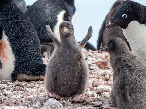 Adelie penguin (Pygoscelis adeliae), chick at a breeding colony on Pourquoi Pas Island