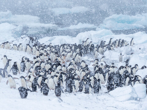 Adelie penguins (Pygoscelis adeliae), marching on the beach in a snowstorm, Brown Bluff, Antarctic Sound