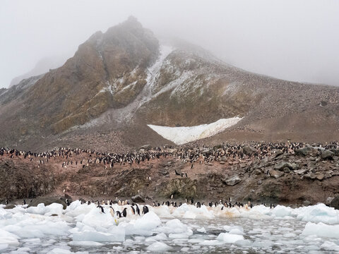 Adelie penguins (Pygoscelis adeliae), on an ice floe at a breeding colony on Joinville Island