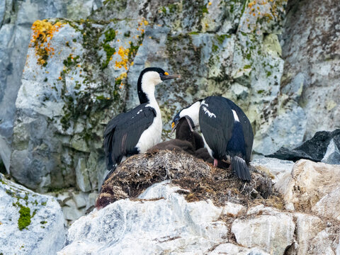 Antarctic shags (Leucocarbo bransfieldensis), feeding chick on Brabant Island
