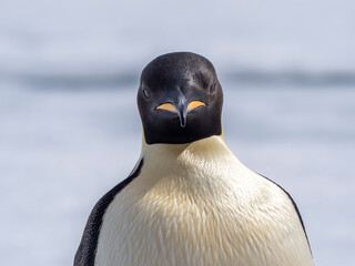 An adult emperor penguin (Aptenodytes forsteri), on the ice near Snow Hill Island, Weddell Sea