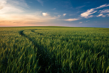 Wheat field landscape with path in the sunset time