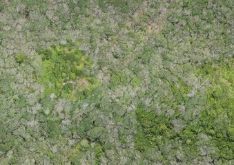 Top View Aerial Photograph of Forest