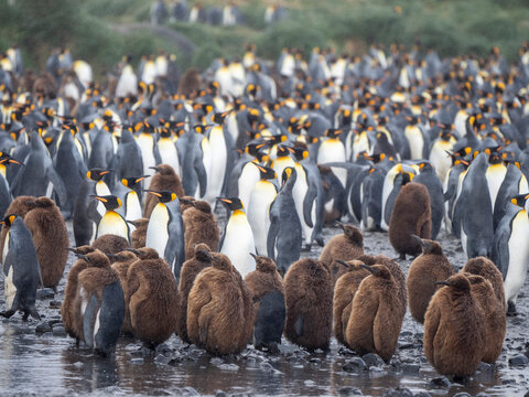 King penguin (Aptenodytes patagonicus), oakum boys at breeding colony at Salisbury Plain, South Georgia
