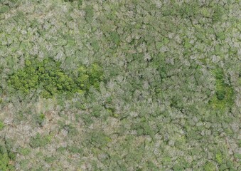 Top View Aerial Photograph of Forest