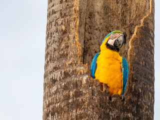 An adult blue-and-gold macaw (Ara ararauna), Pousada Piuval, Mato Grosso, Pantanal