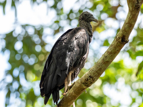 Adult black vulture (Coragyps atratus) on the Transpantaneira Highway, Mato Grosso, Pantanal