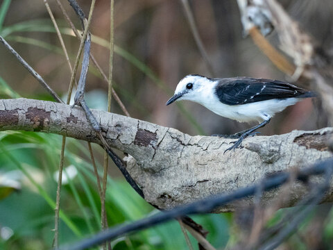 Adult black-backed water tyrant (Fluvicola albiventer), on the Rio Tres Irmao, Mato Grosso, Pantanal